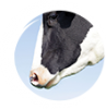 Animales de Producción