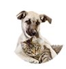 Animales de Compañía